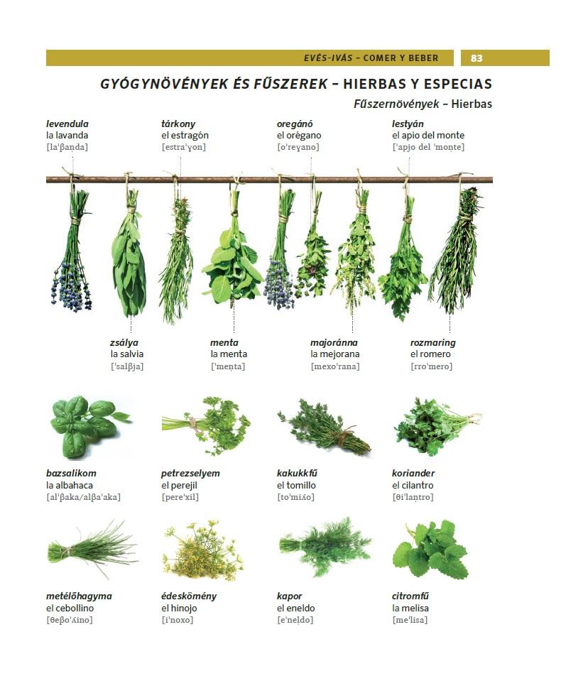 A vizualitás ereje a nyelvtanulásban -  PONS Képes nyelvtan Angol