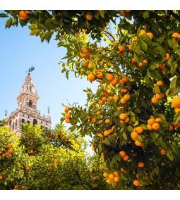 Február 28-a: Andalúzia napja – Spanyol nyelvtanulás a PONS-nál!