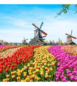 Jártál már a holland tulipánföldeken?