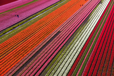 Holland tulipánföld - Holland nyelvtanulás a PONS-on